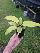 Load image into Gallery viewer, Philodendron Jungle Fever , 2.5” pot, Fedex 2 day*