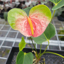 Load image into Gallery viewer, Anthurium Speckled Butterfly Shibori AFF, Exact Plant Variegated
