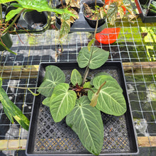 Load image into Gallery viewer, Anthurium Villenaorum, Exact Plant Ships Nationwide