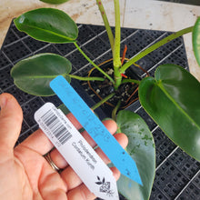 Load image into Gallery viewer, Philodendron Cordatum Kunth, Exact Plant Ships Nationwide