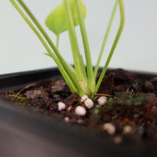Load image into Gallery viewer, Anthurium Veitchii 4" pot, Fedex 2day*