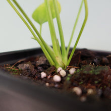 Load image into Gallery viewer, Anthurium Veitchii 4" pot, Fedex 2 day*