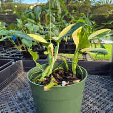 Load image into Gallery viewer, Monstera Standleyana Aurea, Exact Plant Variegated Ships Nationwide