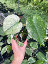 Load image into Gallery viewer, Monstera Deliciosa White Monster Variegated 2.5" Pot, Fedex 2 day*