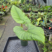 Load image into Gallery viewer, Philodendron Serpens exact plant, Fedex 2day*