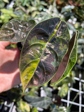 Load image into Gallery viewer, Alocasia Azlanii Aurea variegated , Exact Plant Ships Nationwide