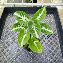 Load image into Gallery viewer, Syngonium Scrambled Eggs, Exact Plant Variegated