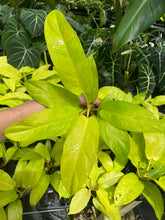 Load image into Gallery viewer, Philodendron Thai Sunrise Variegated 2.5" pot, Fedex 2day*