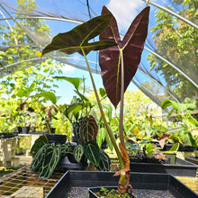 Load image into Gallery viewer, Alocasia Longiloba Lowii, Exact Plant