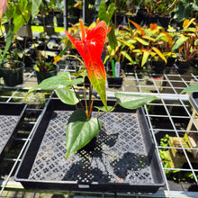 Load image into Gallery viewer, Anthurium Tropic Sunrise Bicolor Obake 2DayAir
