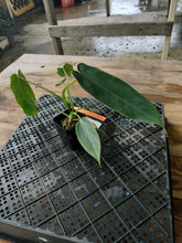 Load image into Gallery viewer, Philodendron Spiritus Sancti, Exact Plant Ships Nationwide