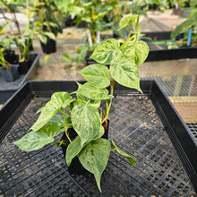 Load image into Gallery viewer, Philodendron Hederaceum, Heart Leaf, Exact Plant Variegated Triple plant pot Ships Nationwide