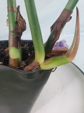 Load image into Gallery viewer, Philodendron Gloriosum, Pink Veined Back, Exact Plant