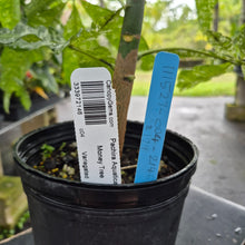 Load image into Gallery viewer, Pachira Aquatica Money Tree, Exact Plant Variegated Ships Nationwide