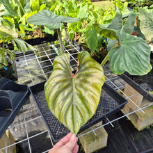 Load image into Gallery viewer, Philodendron Plowmanii, Exact Plant Ships Nationwide