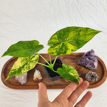 Load image into Gallery viewer, Alocasia Gageana Aurea, Exact Plant Variegated
