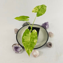 Load image into Gallery viewer, Alocasia Gageana Aurea, Exact Plant Variegated