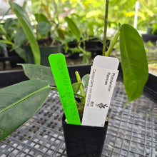 Load image into Gallery viewer, Philodendron Patriciae, Exact Plant Ships Nationwide