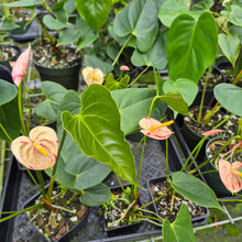 Load image into Gallery viewer, Anthurium Shibori Variegated 4" pot, Fedex 2day*