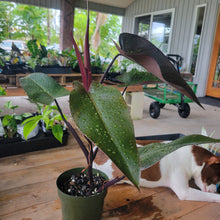 Load image into Gallery viewer, Philodendron Majesty 6" pot, Fedex 2day