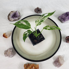 Load image into Gallery viewer, Monstera Adansonii Mint "Indonesia" Variegated 2.5" Pot, Fedex 2 day*