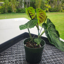 Load image into Gallery viewer, Philodendron Verrucosum, Exact Plant Ships Nationwide