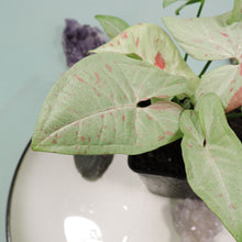 Load image into Gallery viewer, Syngonium Milk Confetti Shipped Nationwide