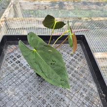 Load image into Gallery viewer, Anthurium Papillilaminum Fort Sherman X ( FS X Ralph Lynam) 8" pot, Fedex 2day