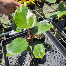 Load image into Gallery viewer, Philodendron White Knight Variegated exact plant, Fedex 2day*