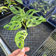 Load image into Gallery viewer, Monstera Adansonii Mint "Indonesia", Exact Plant Variegated Ships Nationwide