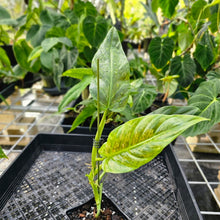 Load image into Gallery viewer, Philodendron Subhastatum, Exact Plant Variegated Ships Nationwide