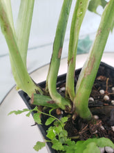 Load image into Gallery viewer, Mint Indonesia, exact plant, variegated Monstera Adansonii, ships nationwide
