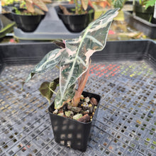 Load image into Gallery viewer, Alocasia polly snowflake variegated, Exact Plant Ships Nationwide.