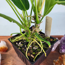 Load image into Gallery viewer, Anthurium Warocqueanum, Queen, Exact Plant Double Plant