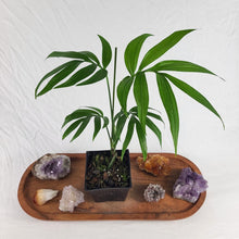 Load image into Gallery viewer, Monstera Subpinnata 4" pot, Fedex 2 day*