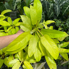 Load image into Gallery viewer, Philodendron Thai Sunrise Variegated 6" pot, Fedex 2day