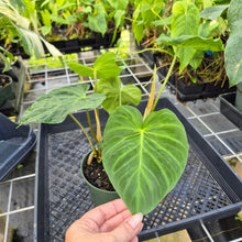 Load image into Gallery viewer, Philodendron Verrucosum Pseudoverrucosum Croat 6" pot, Fedex 2day