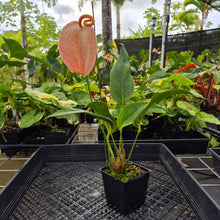 Load image into Gallery viewer, Anthurium Scherzerianum "Pig Tail" Speckled, Exact Plant