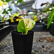 Load image into Gallery viewer, Scindapsus Rubicon, Exact Plant Variegated Ships Nationwide