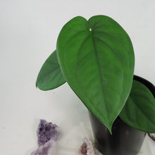 Load image into Gallery viewer, Syngonium Chiapense. Shipped Nationwide