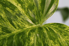 Load image into Gallery viewer, Variegated Philodendron Giganteum 'Blizzard', exact plant, ships nationwide