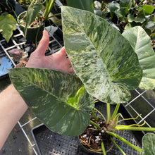 Load image into Gallery viewer, Philodendron Giganteum Blizzard Variegated exact plant, Fedex 2day