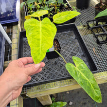 Load image into Gallery viewer, Philodendron Goldiana 4" pot, Fedex 2day*