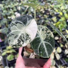 Load image into Gallery viewer, Alocasia Ninja Albo, Variegated 2.5" pot, Fedex 2day*