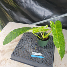 Load image into Gallery viewer, Philodendron Jose Buono, Exact Plant Variegated Ships Nationwide