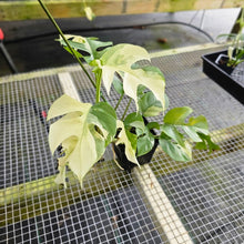 Load image into Gallery viewer, Rhaphidophora Tetrasperma Albo, Exact Plant Variegated Ships Nationwide