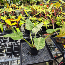 Load image into Gallery viewer, Philodendron Giganteum, Exact Plant Variegated Ships Nationwide