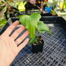 Load image into Gallery viewer, Anthurium Macrolobium x leuconeurum, Exact Plant 2.5" Ships Nationwide