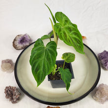 Load image into Gallery viewer, Philodendron Verrucosum 2.5" Pot, Fedex 2 day*