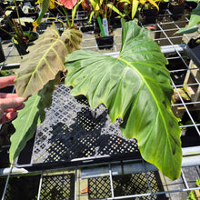 Load image into Gallery viewer, Philodendron Corsinianum exact plant, Fedex 2day*